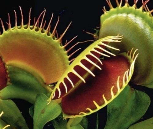 Dionaea muscipula 50 - muscipula(, ~