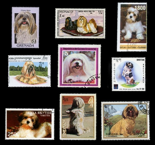 Lhasa apso dog - lhasa,