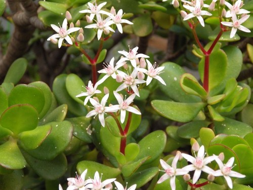 Talee cuttings crassula - 2, talee/cuttings