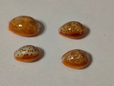 Conchiglia  CYPRAEA EROSARIA HELVOLA MERIDIONALIS 4 pezzi mm 22 18,5 17 16,5
