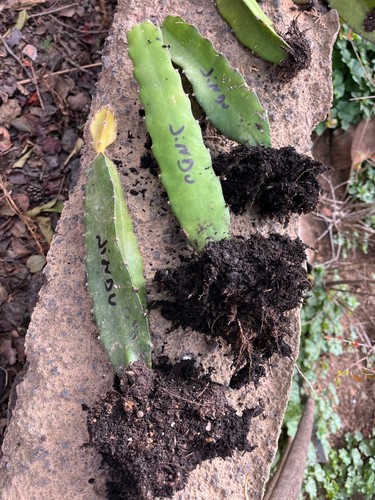 Talea radicata pitaya - n1,