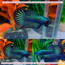 Green Alien Wild Male -