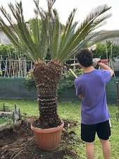 giardino e arredamento esterni