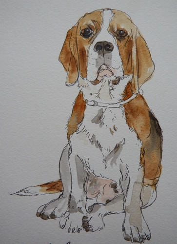 Quadro acquerello cane - , beagle