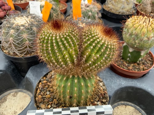 337 uebelmannia pectinifera - 337,