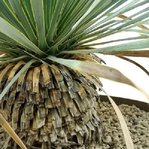 Yucca rostrata v40 foto - rostrata, –