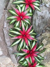Sale2370 Neoregelia Fancy 5 semi di bromelia bicolore