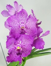 Vanda Gordon Dillon x Vanda