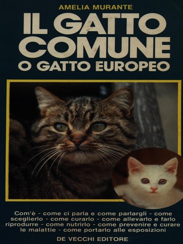 Gatto comune - gatto,