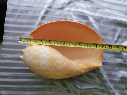 Grands coquillages melo - grands,