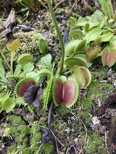 Graines De Dionaea muscipula