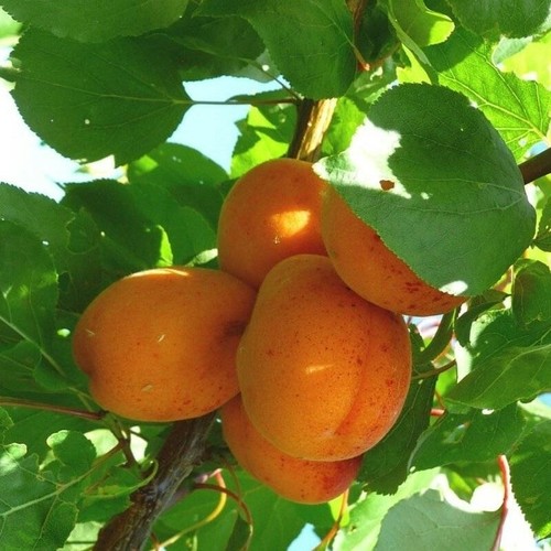 Pianta frutto albicocca - da,
