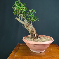PRE BONSAI  DI MELOGRANO