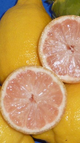 Pianta limone foglia - pianta,