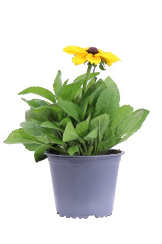 Pianta vera rudbeckia - vera, di