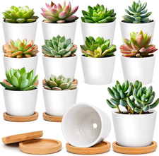 6.5 Cm Piccoli Vasi per Piante