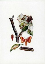 10141517 - Ringelspinner