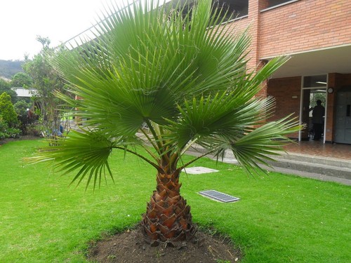 Semi palmera - semi, di