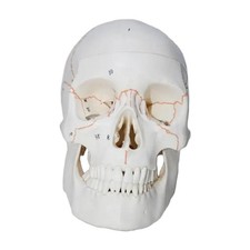 Modello del cranio umano Anatomia Anatomia Scheletro Modello educativo Studio