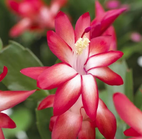 Schlumbergera fiore red rosso - red,