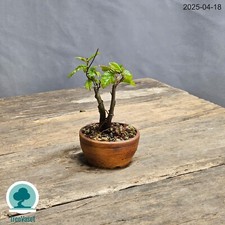 Bonsai Carpinus Betulus Prebonsai di Carpino in Vaso Artigianale Outdoor 10cm