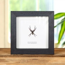 Taxidermy Worlds Largest Giant Jumping Spider Frame (Hyllus giganteus)