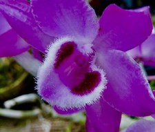 Dendrobium Species parichii