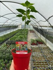 NON DISPONIBILE PIANTA