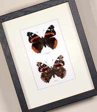 Real framed butterfly Vanessa