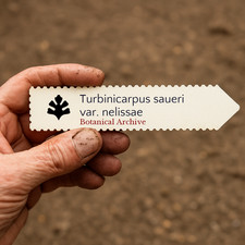 Turbinicarpus saueri var