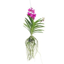 Orchidea Vanda Vanda 'Tayanee
