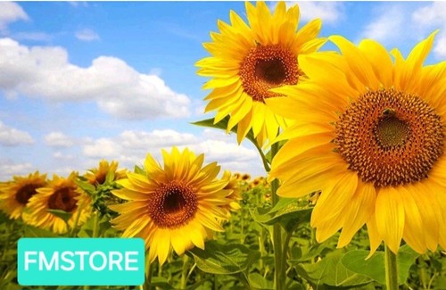 Girasole gigante sunflower - -,