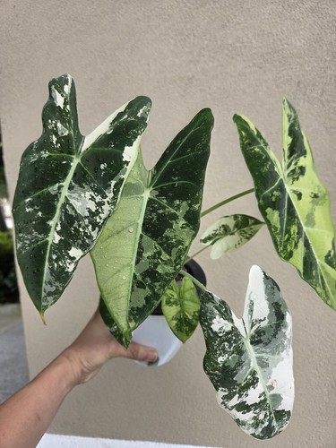 Alocasia frydek variegated 4 - frydek,