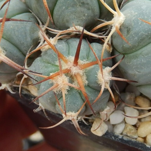 Echinocactus horizonthalonius