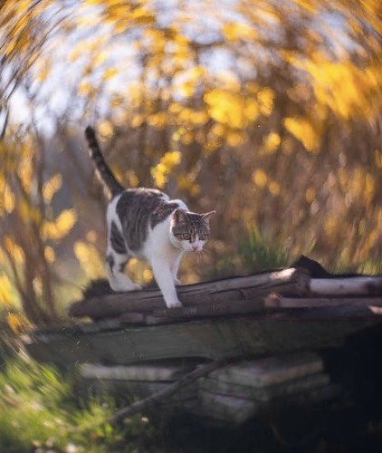Helios 44m kmz - 2/58,