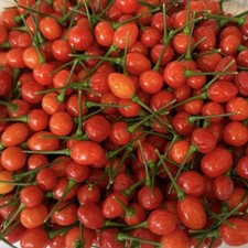 10 Aji Charapita Red Pepper