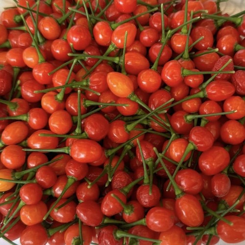 Aji charapita red - aji, pepper