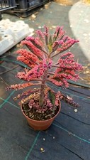 Kalanchoe Pink Butterfly