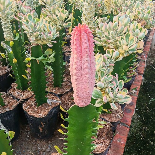 Pianta cactus succulenta 9 - cactus,
