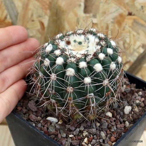 Notocactus uebelmannianus vaso - notocactus,