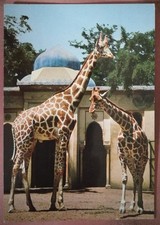 ROMA - GIARDINO ZOOLOGICO