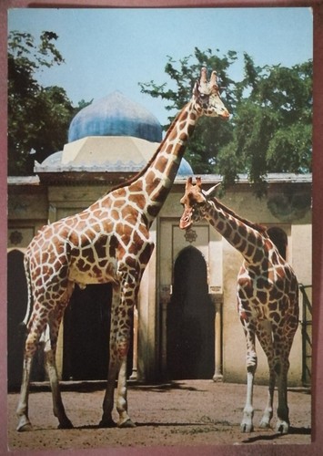 Roma giardino zoologico - -,