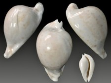 Cypraea, Umbilia hesitata