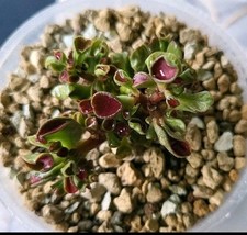 CRASSULA GIMLI, RARISSIMA