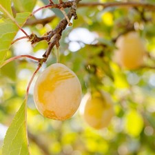 PIANTA DA FRUTTO SUSINO COSCIA