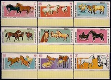 Umm Al Qiwain 1969 Purosangue