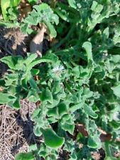 Pianta di ghiaccio cristallino - Mesembryanthemum crystallinum - 25+ semi - L 226