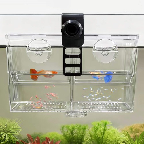 Scatola allevamento acquario
