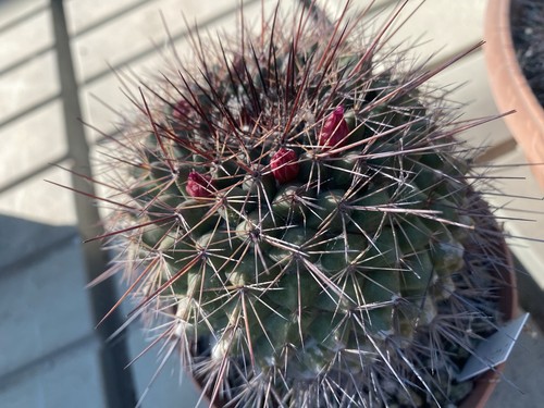 Mammillaria sonorensis var - sonorensis,