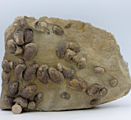Large jurassic fossil - jurassic,